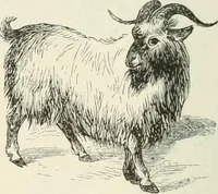 An illustration from Selections from the specimen book of the Fann Street Foundry (1874)