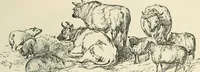 An illustration from Selections from the specimen book of the Fann Street Foundry (1874)