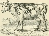 Picture 100 of 184 from Selections from the specimen book of the Fann Street Foundry (1874), leaf 290