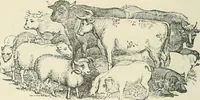 An illustration from Selections from the specimen book of the Fann Street Foundry (1874)