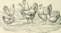An illustration from Selections from the specimen book of the Fann Street Foundry (1874)