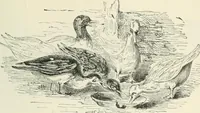 An illustration from Selections from the specimen book of the Fann Street Foundry (1874)