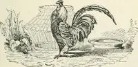 An illustration from Selections from the specimen book of the Fann Street Foundry (1874)
