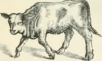 An illustration from Selections from the specimen book of the Fann Street Foundry (1874)