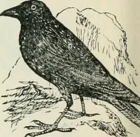 An illustration from Selections from the specimen book of the Fann Street Foundry (1874)