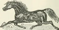 An illustration from Selections from the specimen book of the Fann Street Foundry (1874)