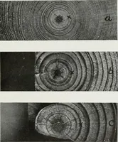 An illustration from Select structural material, its characteristics and uses : manufactured from genuine long leaf pine (Pinus palustris) (1915)