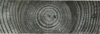 An illustration from Select structural material, its characteristics and uses : manufactured from genuine long leaf pine (Pinus palustris) (1915)