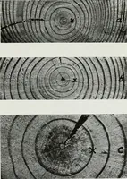 An illustration from Select structural material, its characteristics and uses : manufactured from genuine long leaf pine (Pinus palustris) (1915)
