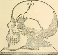 An illustration from The self-instructor in phrenology and physiology; with over one hundred new illustrations, including a chart for the use of practical phrenologists (1890)