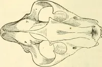 An illustration from The self-instructor in phrenology and physiology; with over one hundred new illustrations, including a chart for the use of practical phrenologists (1890)