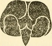 Picture 9 of 70 from The self-instructor in phrenology and physiology; with over one hundred new illustrations, including a chart for the use of practical phrenologists (1890), leaf 69