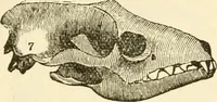 Picture 10 of 70 from The self-instructor in phrenology and physiology; with over one hundred new illustrations, including a chart for the use of practical phrenologists (1890), leaf 69