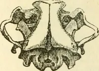 Picture 11 of 70 from The self-instructor in phrenology and physiology; with over one hundred new illustrations, including a chart for the use of practical phrenologists (1890), leaf 69
