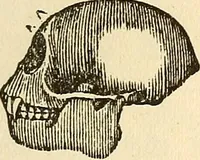 An illustration from The self-instructor in phrenology and physiology; with over one hundred new illustrations, including a chart for the use of practical phrenologists (1890)
