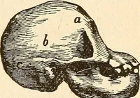 An illustration from The self-instructor in phrenology and physiology; with over one hundred new illustrations, including a chart for the use of practical phrenologists (1890)