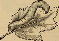 An illustration from The self-instructor in silk knitting, crocheting and embroidery (1884)