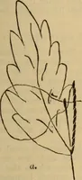 An illustration from The self-instructor in silk knitting, crocheting and embroidery (1884)