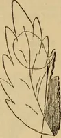 An illustration from The self-instructor in silk knitting, crocheting and embroidery (1884)