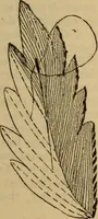 An illustration from The self-instructor in silk knitting, crocheting and embroidery (1884)