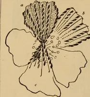 An illustration from The self-instructor in silk knitting, crocheting and embroidery (1884)