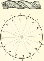 An illustration from Self-instructor in the art of hair work, dressing hair, making curls, switches, braids, and hair jewelry of every description (1867)