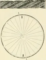 An illustration from Self-instructor in the art of hair work, dressing hair, making curls, switches, braids, and hair jewelry of every description (1867)