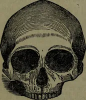 An illustration from The self-instructor in phrenology and physiology : with over one hundred new illustrations, including a chart for the use of practical phrenologists. (1890)