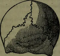 An illustration from The self-instructor in phrenology and physiology : with over one hundred new illustrations, including a chart for the use of practical phrenologists. (1890)