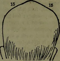 An illustration from The self-instructor in phrenology and physiology : with over one hundred new illustrations, including a chart for the use of practical phrenologists. (1890)