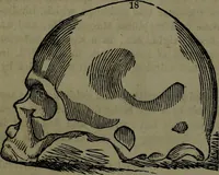 An illustration from The self-instructor in phrenology and physiology : with over one hundred new illustrations, including a chart for the use of practical phrenologists. (1890)