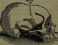 An illustration from The self-instructor in phrenology and physiology : with over one hundred new illustrations, including a chart for the use of practical phrenologists. (1890)