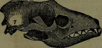 An illustration from The self-instructor in phrenology and physiology : with over one hundred new illustrations, including a chart for the use of practical phrenologists. (1890)