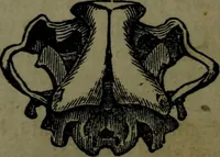 An illustration from The self-instructor in phrenology and physiology : with over one hundred new illustrations, including a chart for the use of practical phrenologists. (1890)
