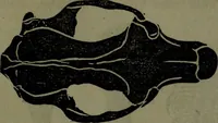 An illustration from The self-instructor in phrenology and physiology : with over one hundred new illustrations, including a chart for the use of practical phrenologists. (1890)