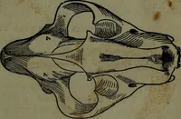 An illustration from The self-instructor in phrenology and physiology : with over one hundred new illustrations, including a chart for the use of practical phrenologists. (1890)