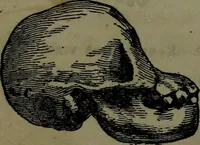 An illustration from The self-instructor in phrenology and physiology : with over one hundred new illustrations, including a chart for the use of practical phrenologists. (1890)