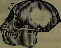 An illustration from The self-instructor in phrenology and physiology : with over one hundred new illustrations, including a chart for the use of practical phrenologists. (1890)