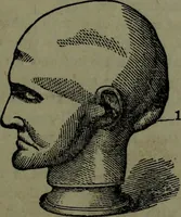 An illustration from The self-instructor in phrenology and physiology : with over one hundred new illustrations, including a chart for the use of practical phrenologists. (1890)