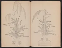 An illustration from Senjō heikazu (1820)