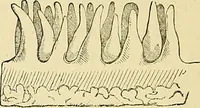 An illustration from The senses and the intellect (1874)
