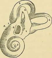 Picture 6 of 9 from The senses and the intellect (1874), leaf 227