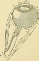 An illustration from The senses and the intellect (1874)