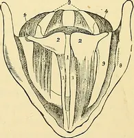 An illustration from The senses and the intellect (1874)