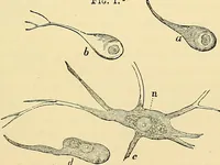 An illustration from The senses and the intellect (1874)