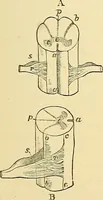 An illustration from The senses and the intellect (1874)