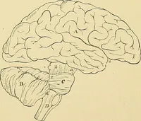 An illustration from The senses and the intellect (1874)