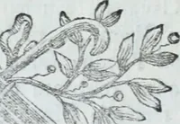 An illustration from Serie degli uomini i più illustri nella pittura, scultura, e architettura : con i loro elogi, e ritratti incisi in rame cominciando dalla sua prima restaurazione fino ai tempi presenti .. (1769)