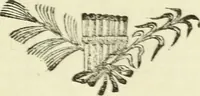 An illustration from Serie degli uomini i più illustri nella pittura, scultura, e architettura : con i loro elogi, e ritratti incisi in rame cominciando dalla sua prima restaurazione fino ai tempi presenti .. (1769)