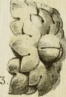 Picture 49 of 94 from Serrurerie du moyen-âge : les ferrures de portes (1858), leaf 133